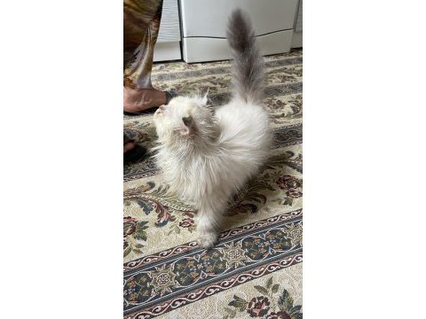 British longhair