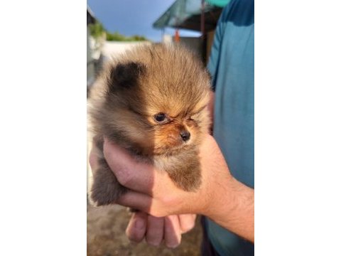 Mini pomeranian boo bebekler