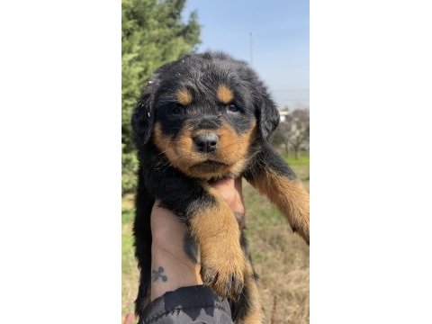 Koca kafa rottweiler yavrular son 1 dişi 1 erkek