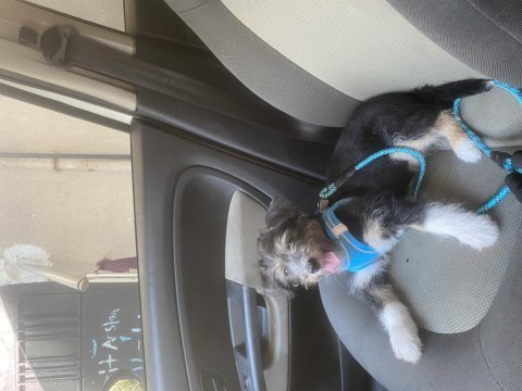 5 aylık terrier erkek yavrumuz