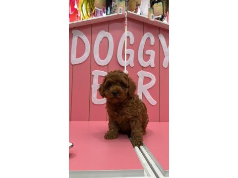Kıvır kıvır poodle yavrularım ömürlük ailesini arıyor