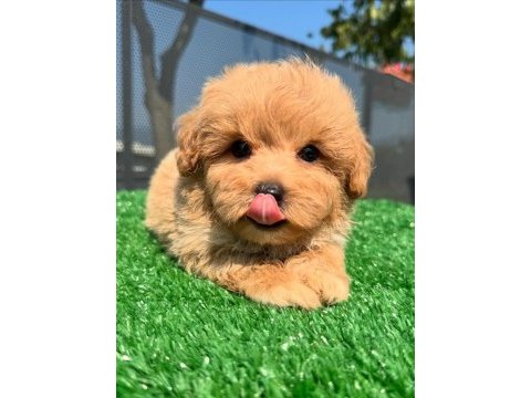 F2 maltipoo yavruları