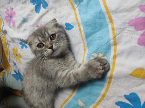 Sakin uysal ve sevecen scottish fold safkan
