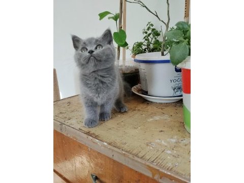 British shorthair 2 aylık