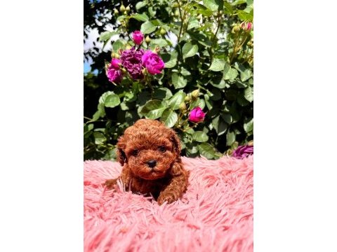 Dark brown teacup yavrular