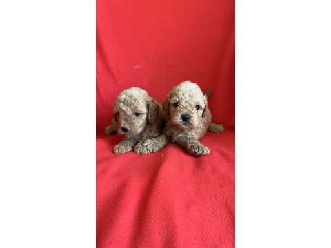 Maltipoo yavrularım yeni yuvasını bekliyor
