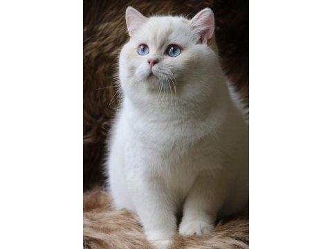 By22 erkek yavru safkan british shorthair