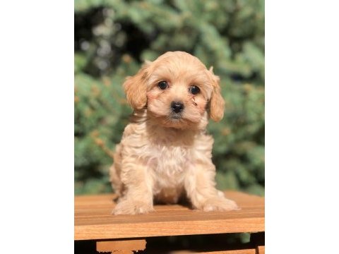 Safkan uygun maltipoo yavrular