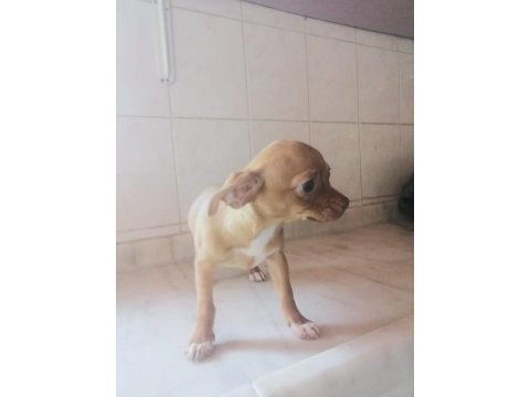 Üç aylık dişi chihuahua