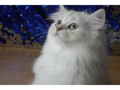 Sağlıklı ve oyuncu bebek british longhair