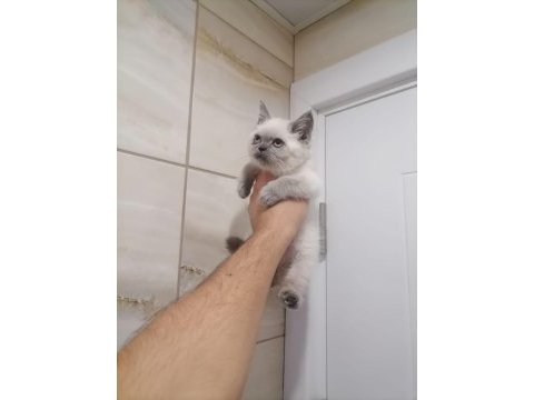 British shorthair bebekler