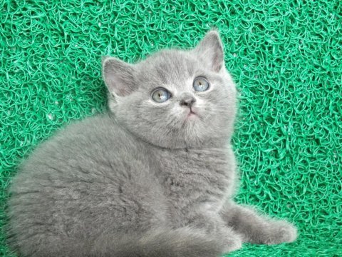 Yuvarlak kafa gri british shorthair