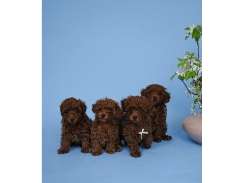 Irk garantili toy poodle yavruları
