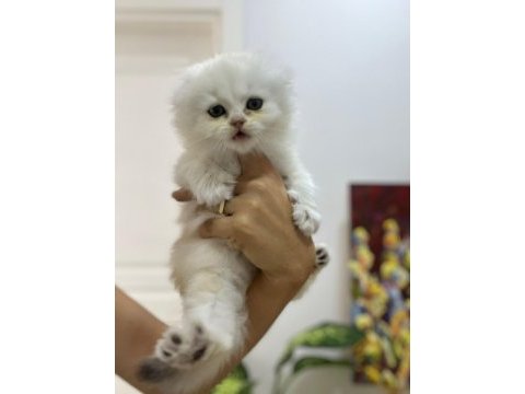Tarifsiz güzellikte 2 scottish fold / straight yavru