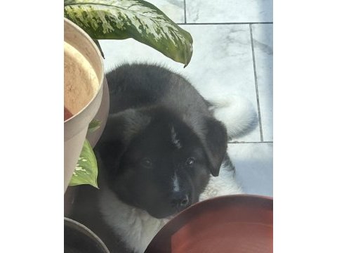 American akita erkek henüz 8 haftalık