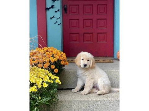 Profesyonel üretim çiftliğinden golden retriever yavrular