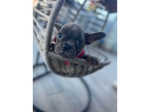 Tiger renk mükemmel görsel french bulldog