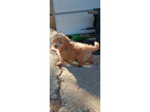 Poodle tadında çakma değil orjinal maltipoo