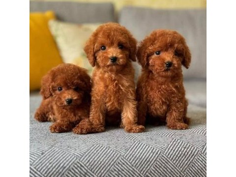 Kıpkırmızı maltipoo bebekler yeni evine gitmeye hazır