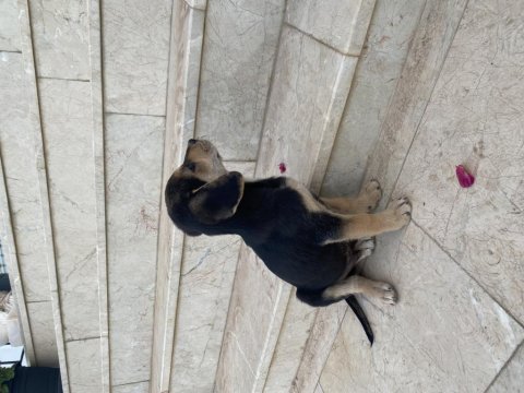 Tahminen 1 aylık yavru kedimiz yuva arıyoruz