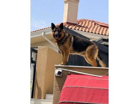 Safkan yavru alman kurdu