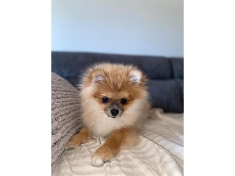Pomeranian yavrularımız