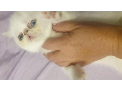 45 günlük mavi ve yeşil gözlü exotic shorthair yavrular