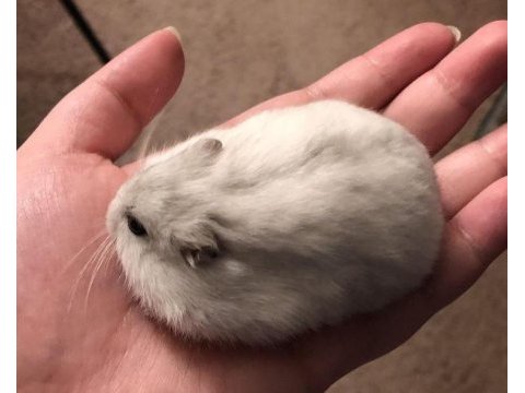 Hamster gonzales yavrularımız heryere gönderim