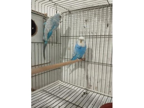 2 yaşında yavru alınmış muhabbet kuşu takımı