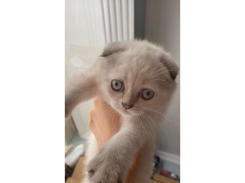 Dişi scottish fold yavrularım