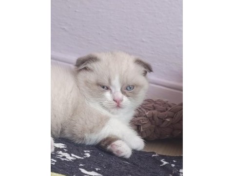 British shorthair fold bicolor