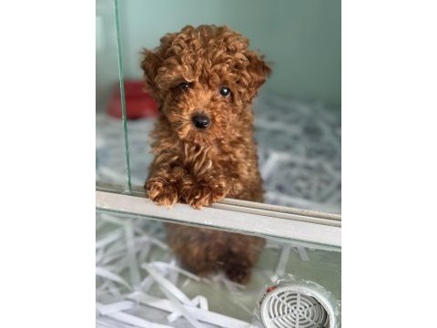 Ankaranın en özel toy poodle yavruları