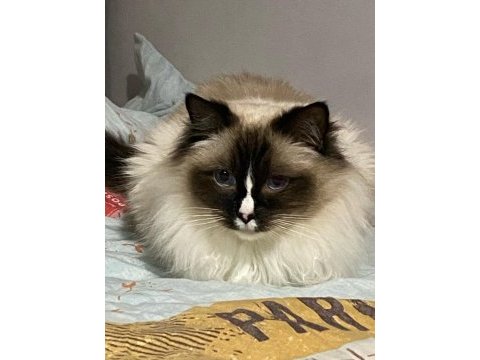 Safkan ragdoll kedimiz