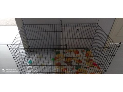 4 aylık pomeranian boo