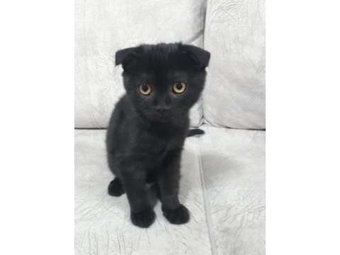 Yavru scottish fold