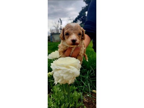 Maltipoo yavruları