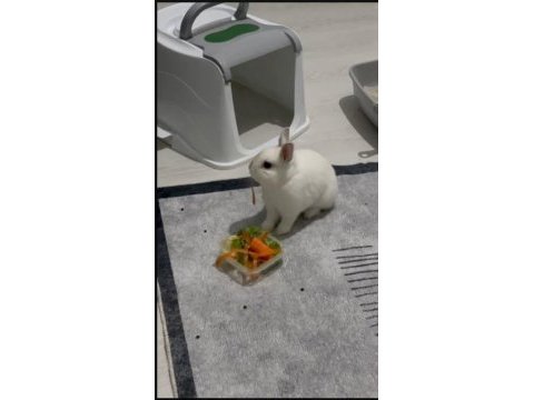 Netherland dwarf cüce tavşan 1 yaşında ve tüm eşyaları