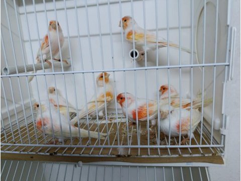 Mozaik kanaryalar