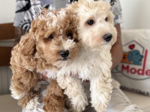 Petmode köpek çiftliğinden maltipoo yavrularımız