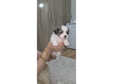 Anne pomeranian baba sıfır numara terrier üç yavrumuz