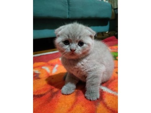 Sahiplendirme 2 aylık scottish fold