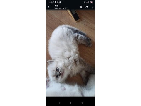 British blue point british longhair bebek