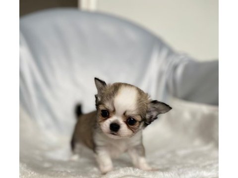 Biblo bebek chihuahua