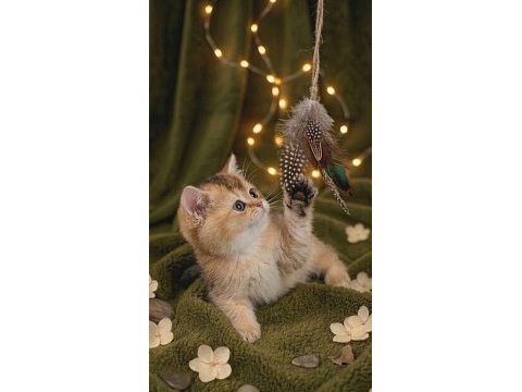 British shorthair golden yavrular