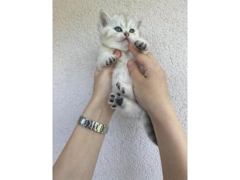 British shorthair