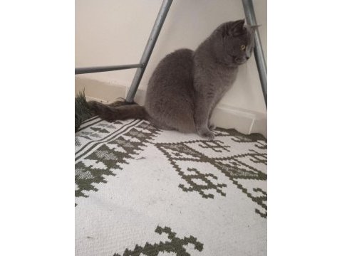 British shorthair dişi