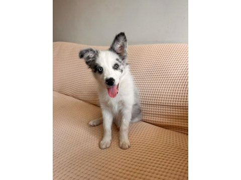 Blue merle border collie yavru