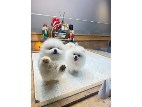 Sağlık ve ırk garantili kore pomeranian