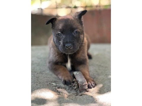 Safkan belçika kurdu malinois yavrular