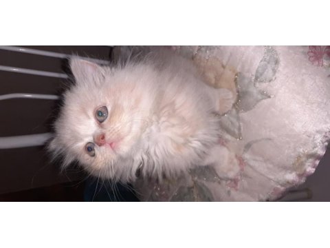 Safkan iran kedi yavrusu